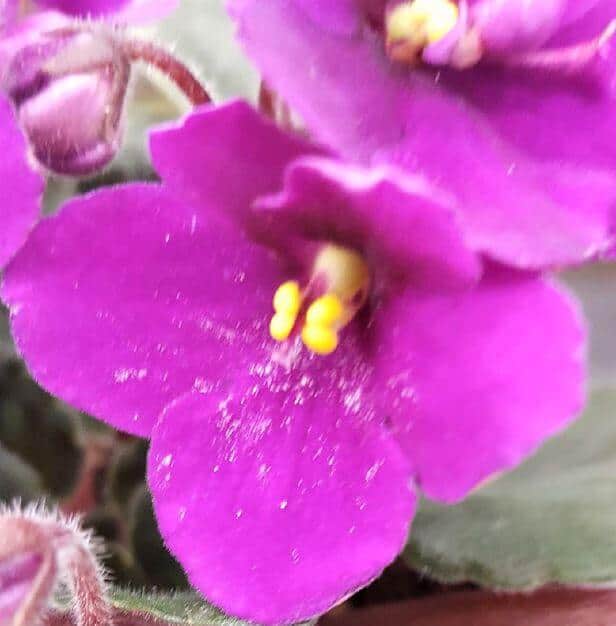 Pests on african violets