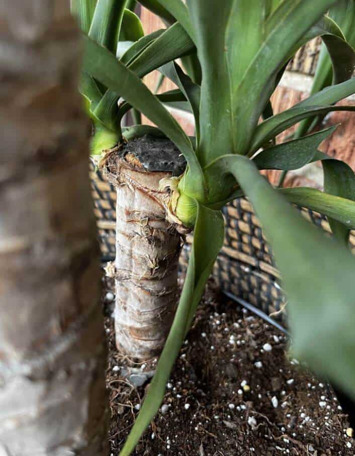 Reason for yucca leaves curling