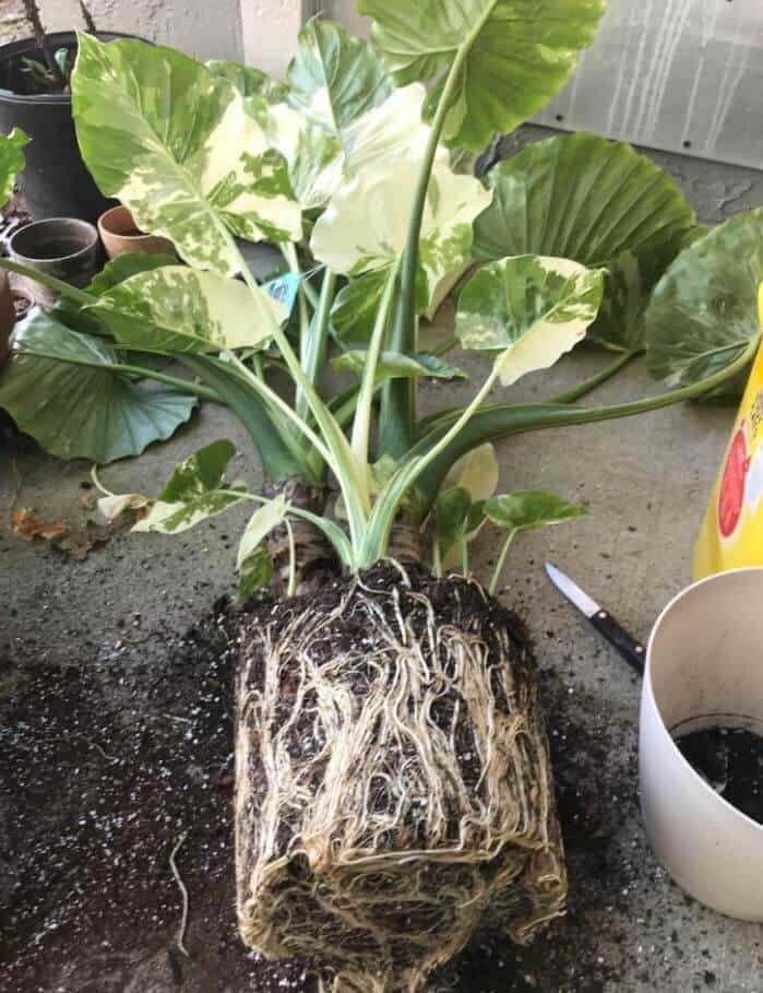 Root bound alocasia plant