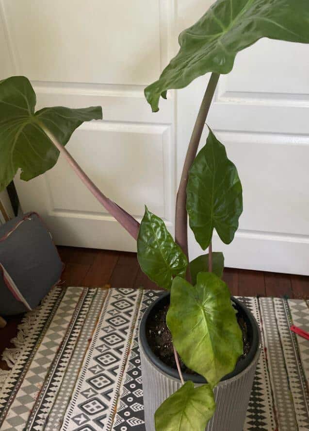 Should alocasia be root bound
