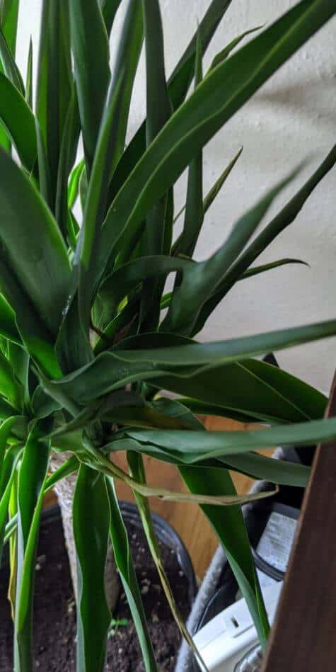 Yucca leaves problems