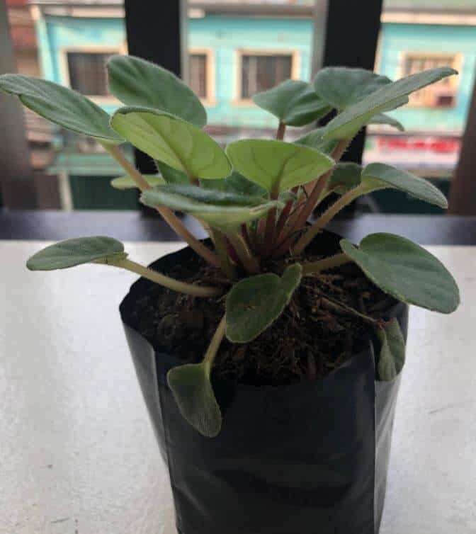 African violet houseplant wilting