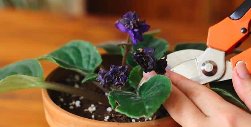African violets pruning