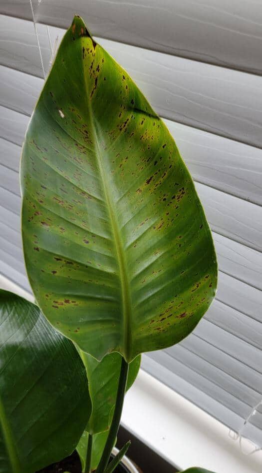 Bird of paradise is suffering from black spots on leaves