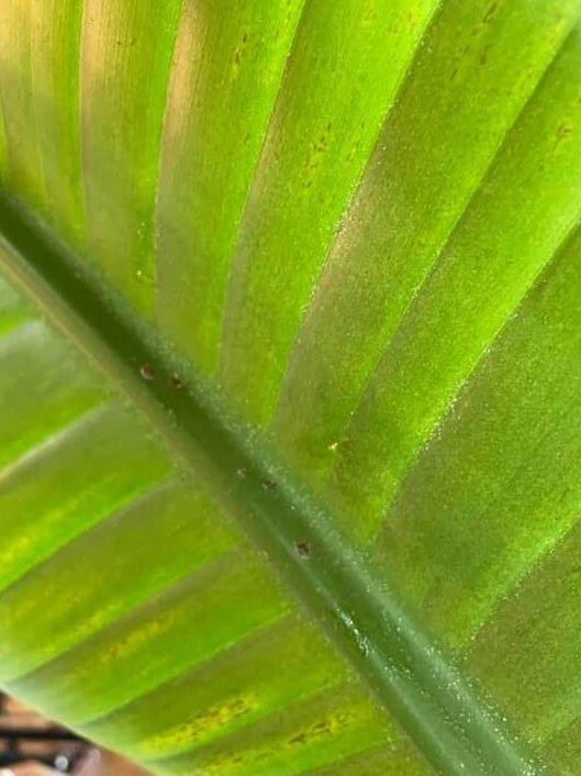 How to get rid of spider mites on bird of paradise plant