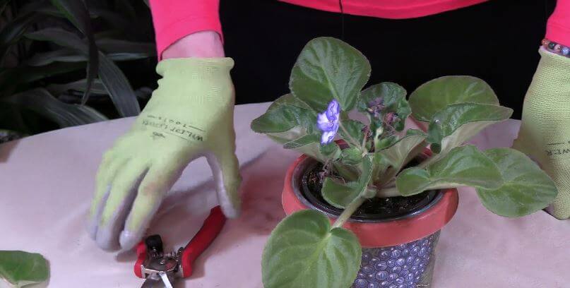 How to prune african violet flowers