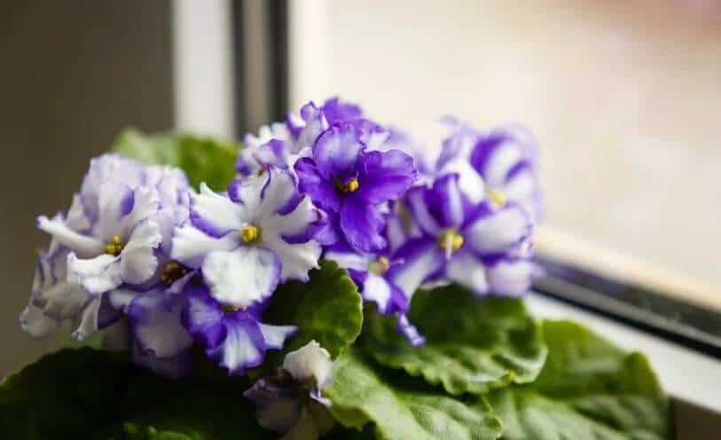 Pruning african violets flowers