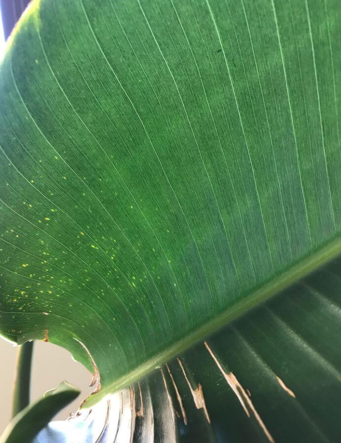 Red spider mites on bird of paradise
