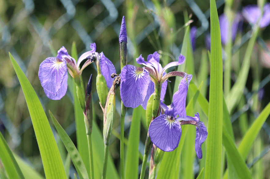 Japanese Iris