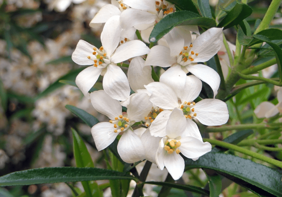 Mexican Orange Blossom